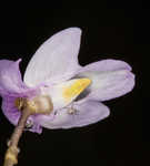 Eastern purple bladderwort